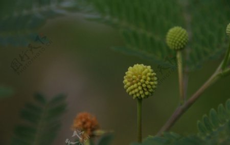 球形果实特写图片