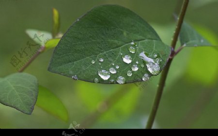 绿叶与露水图片