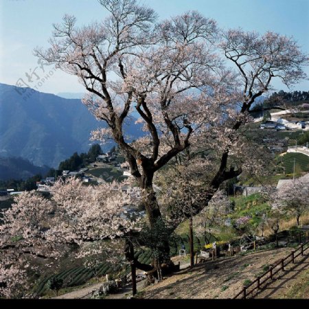 葫蘆櫻樹图片