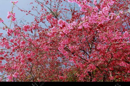 山櫻花盛開图片