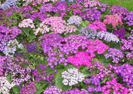 紫色的小菊花图片