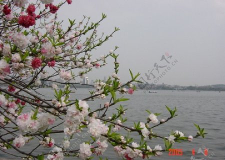 桃花三月的桃花图片