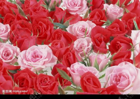 紅粉玫瑰图片