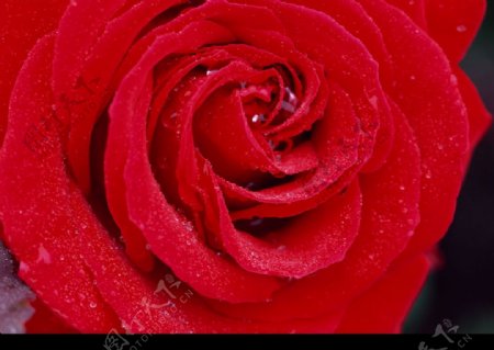 大紅玫瑰花图片