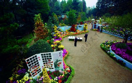 菊花展之棋展图片