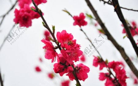 粉红桃花图片