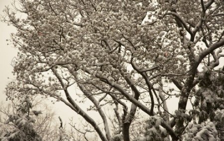 白雪挂树图片
