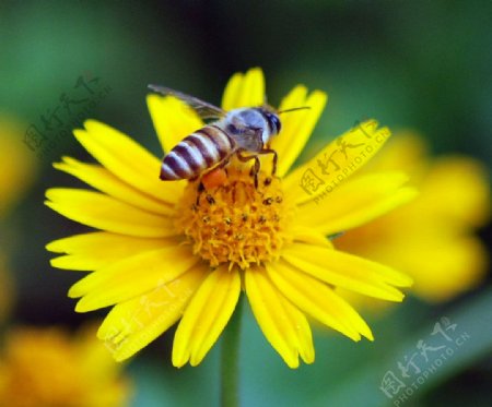 一只小蜜蜂图片