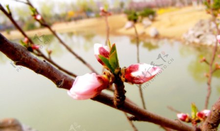 春暖花开水桃花图片