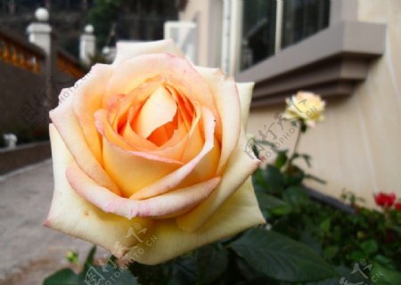 香水玫瑰图片