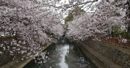日本风光樱花图片
