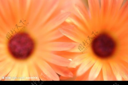 橘黄的野菊花图片