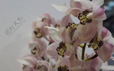 花卉海棠图片