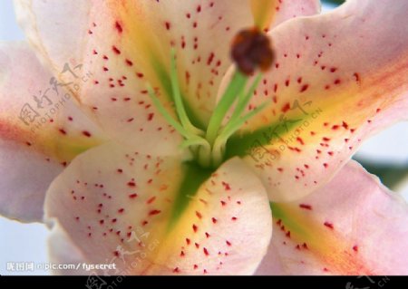 花卉香水百合图片