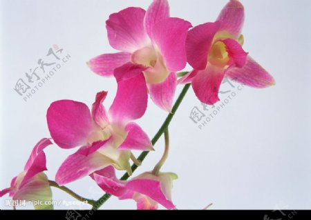 花卉紫色泰国兰图片