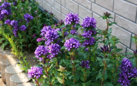 不知名的伞状花序紫色小花图片