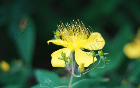 花蕊图片