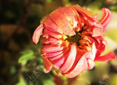 菊花花蕾图片