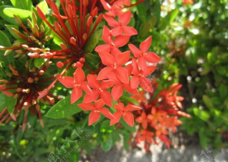 美丽热带红色花卉龙船花图片