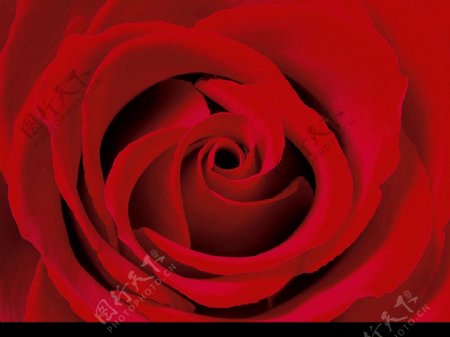 情人节红玫瑰图片