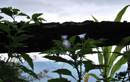 蓝紫色花图片