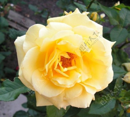 清晰的黄玫瑰图片