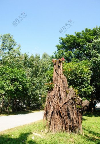 深圳洪湖公园里的枯树图片