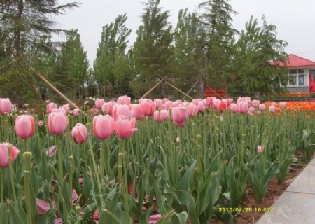 郁金香花园一组图片