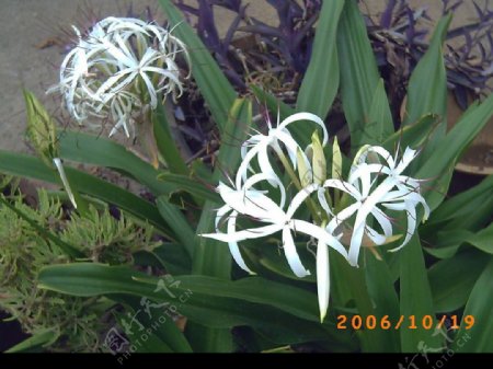 文殊兰植物花卉图片