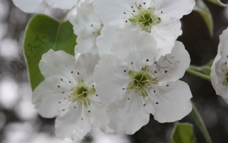 春之梨花图片