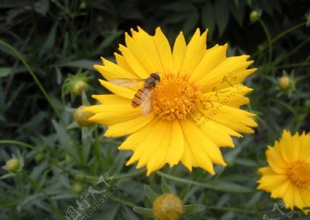 小黄花与蜜蜂图片