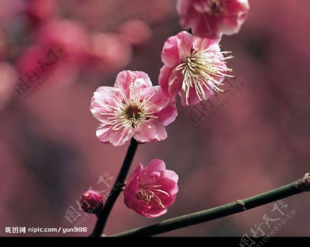 精品花卉系列花的世界图片