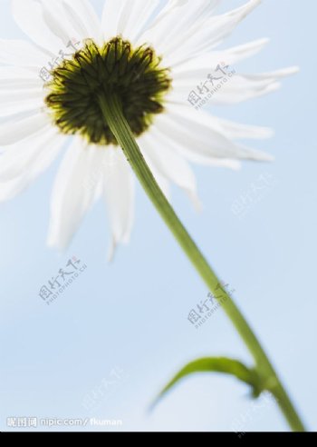 白花X图片