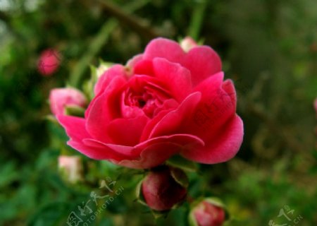蔷薇图片