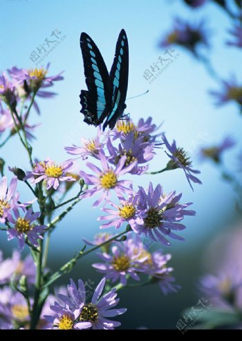 紫花蝴蝶图片