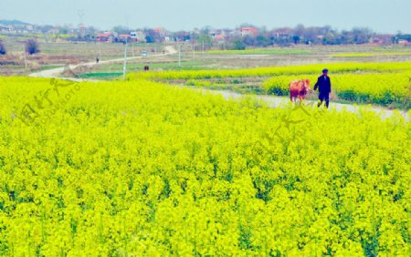 油菜花开图片