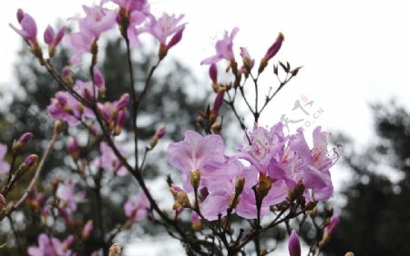 庐山植物园杜鹃花图片