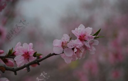 一支桃花迎春归图片