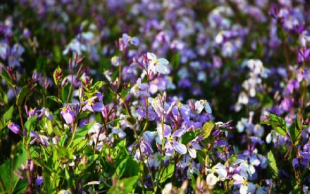 大片紫色盛开的野花图片