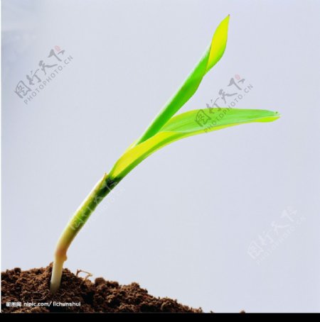 植物的力量图片