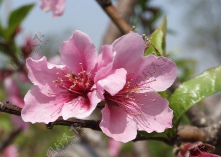春之桃花图片