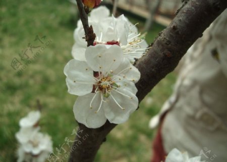桃花朵朵图片
