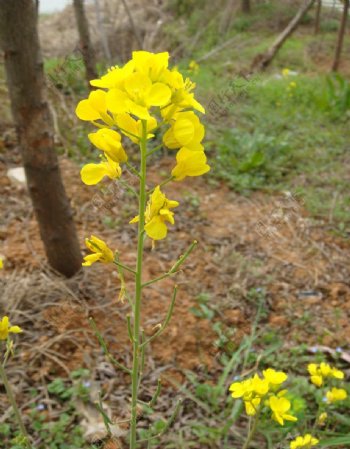 黄色的花图片