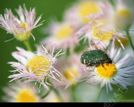昆虫和野花图片