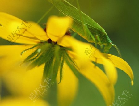蟑螂和黄花图片