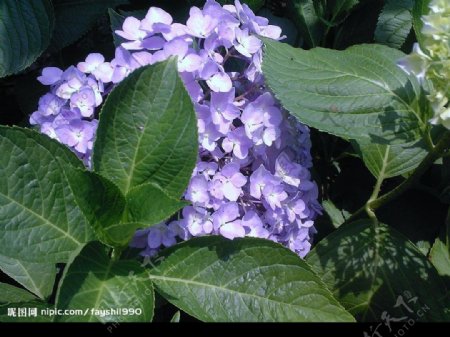 紫色绣球花图片