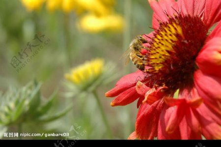 蜜蜂与花儿图片