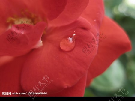 红色花上的透明小水珠图片