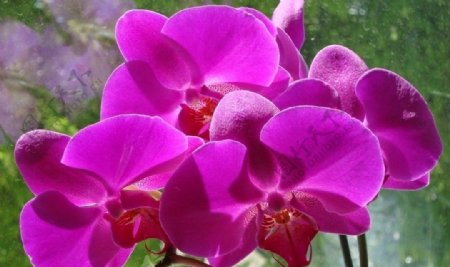 蝴蝶兰紫色图片