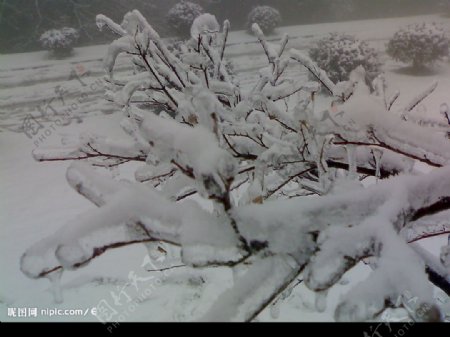 南国雪景图片
